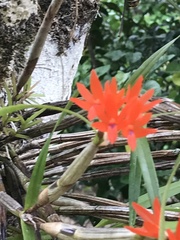 Scaphyglottis bidentata