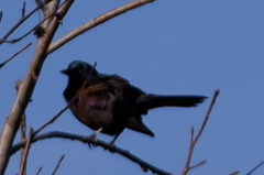 Quiscalus quiscula versicolor