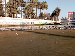 Leucophaeus pipixcan