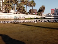 Leucophaeus pipixcan