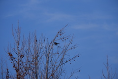 Quiscalus quiscula versicolor