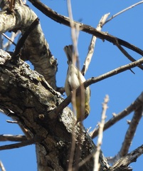 Setophaga pinus
