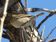 Setophaga pinus