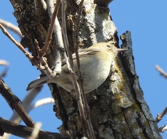 Setophaga pinus