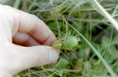 Passiflora chrysophylla