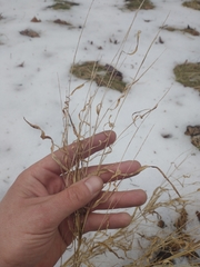 Muhlenbergia sylvatica