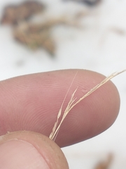 Muhlenbergia sylvatica