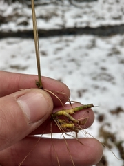 Muhlenbergia sylvatica