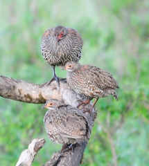 Pternistis rufopictus