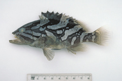 Epinephelus radiatus