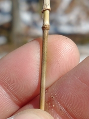 Muhlenbergia sylvatica