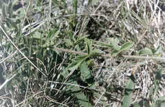 Passiflora chrysophylla