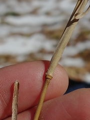 Muhlenbergia sylvatica