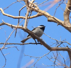 Poecile carolinensis