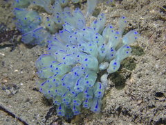 Clavelina australis
