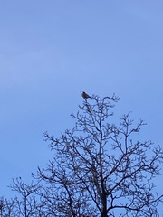 Turdus migratorius