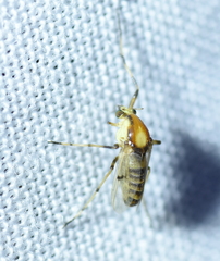 Coelotanypus tricolor