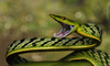 Asia-Pacific Whipsnakes - Photo (c) Dr Caesar Sengupta, some rights reserved (CC BY-NC), uploaded by Dr Caesar Sengupta
