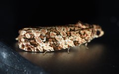 Phaecasiophora niveiguttana