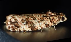 Phaecasiophora niveiguttana