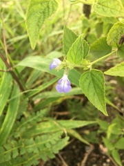 Salvia rypara