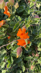 Thunbergia gregorii
