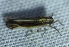 Nothodelphax slossonae