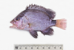 Lutjanus malabaricus