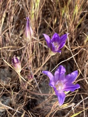 Brodiaea terrestris
