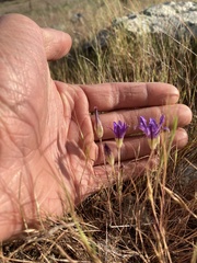 Brodiaea terrestris