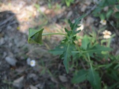 Tetragonotheca texana