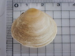 Pseudarcopagia disculus