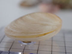 Pseudarcopagia disculus