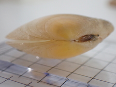 Pseudarcopagia disculus