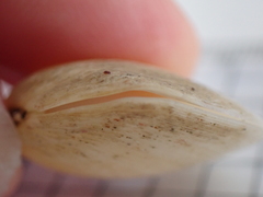 Pseudarcopagia disculus