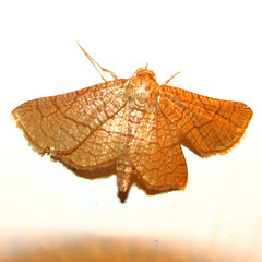 Hexeris enhydris