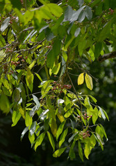 Syzygium tierneyanum