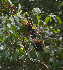 Syzygium tierneyanum