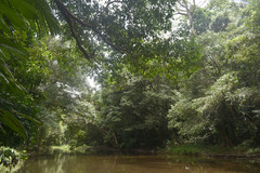 Syzygium tierneyanum