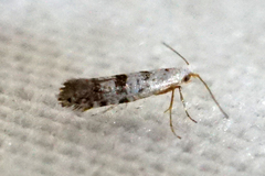 Argyresthia thuiella