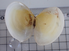 Pseudarcopagia disculus