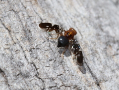 Acanthonevroides nigriventris