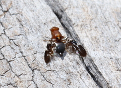 Acanthonevroides nigriventris