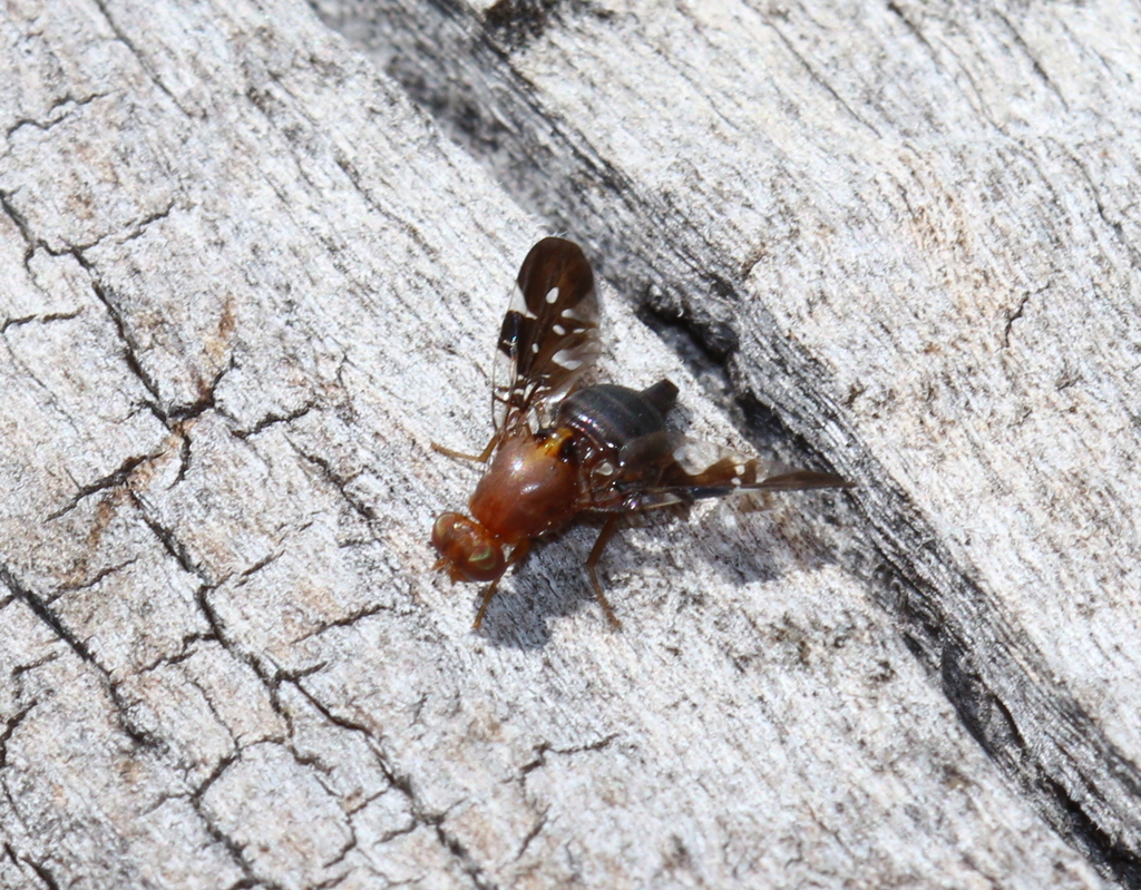 Acanthonevroides nigriventris
