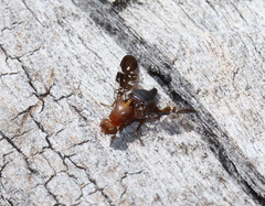 Acanthonevroides nigriventris