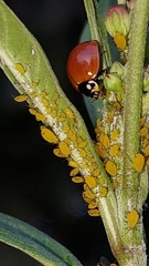Cycloneda sanguinea