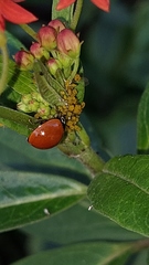 Cycloneda sanguinea