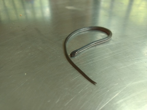 Mexican Longtail Snake