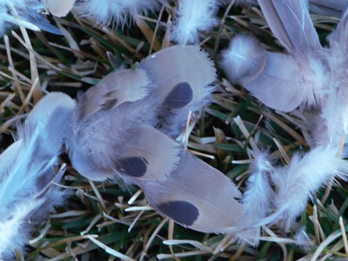 Mourning Dove photographed in New Mexico