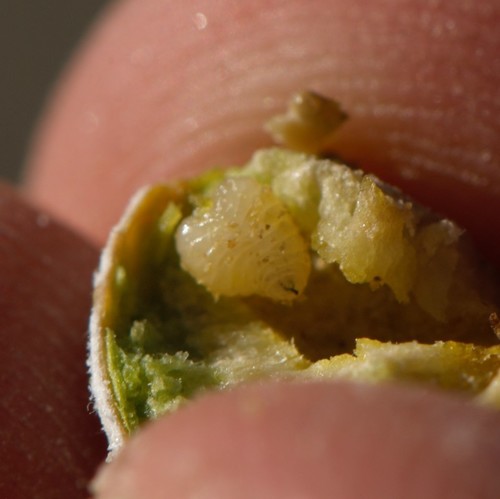 Bubble-gall tephritid